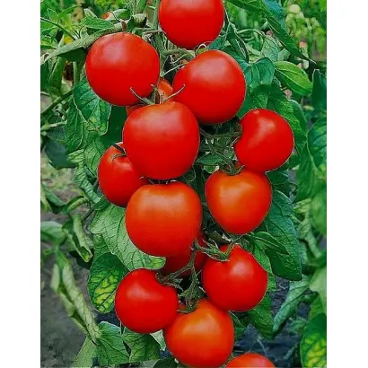 ВОЛГОГРАДЕЦ