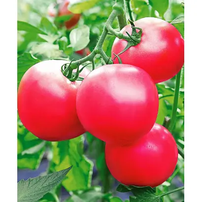 ЯРКАЯ МАЛИНОВКА