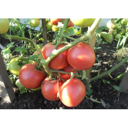 МАЛИНОВОЕ ВИНО