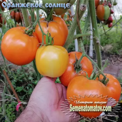 ОРАНЖЕВОЕ СОЛНЦЕ