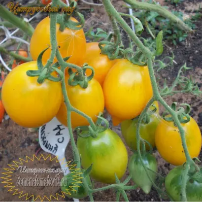 ЦИТРУСОВЫЙ САД