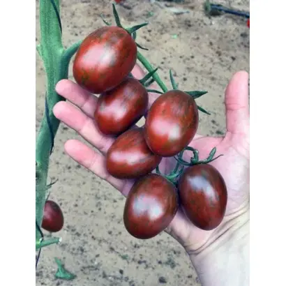 ЧЕРРИНЕГРО