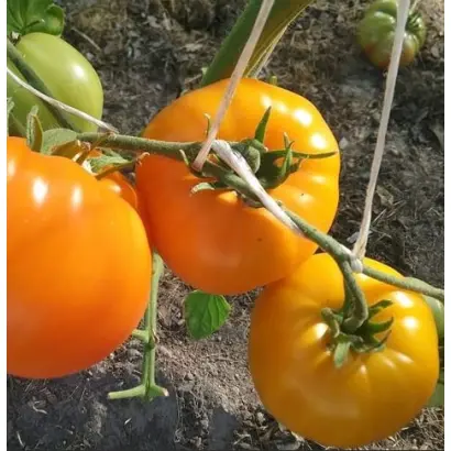 ОРАНЖЕВЫЙ СПАМ