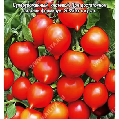 СЕНЬОР ПОМИДОР