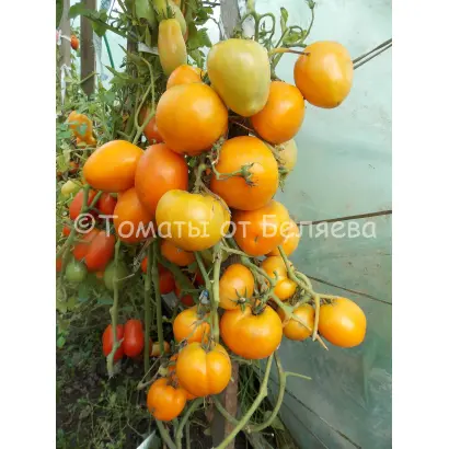 МЕДОВОЕ СЕРДЦЕ