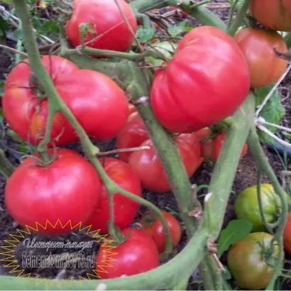 КРАСА СИБИРИ