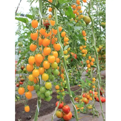 МОНИСТО ЯНТАРНОЕ