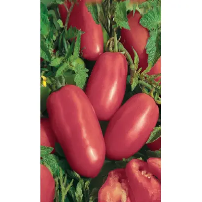 ПЕРЦЕВИДНЫЙ МАЛИНОВЫЙ