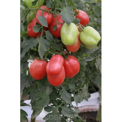 НОВОСИБИРСКИЙ РОЗОВЫЙ