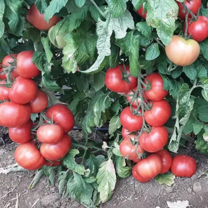 ПИНК ИМПРЭШН