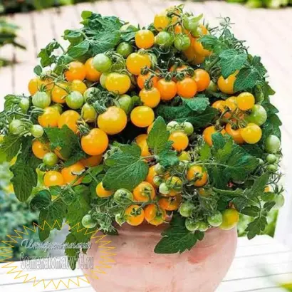 ГОРШЕЧНЫЙ ЖЕЛТЫЙ