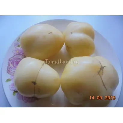 БЕЛЫЙ ЛОТОС