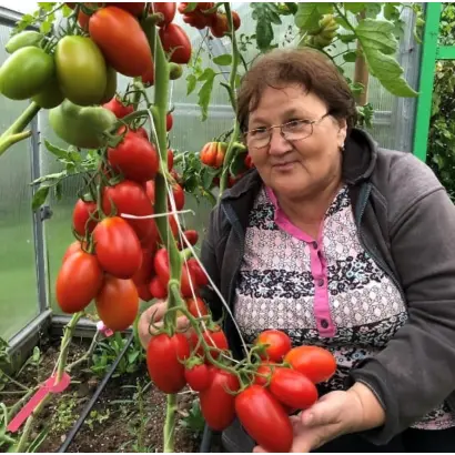 ЦАРЕВНА-ЛЕБЕДЬ