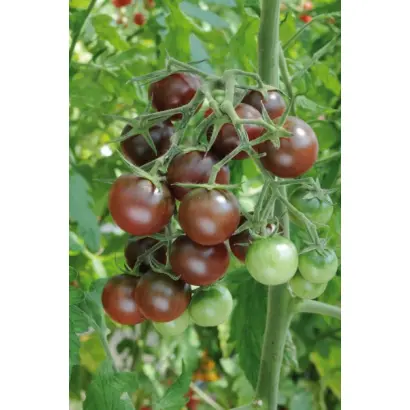 ЧЕРНЫЙ ШОКОЛАД