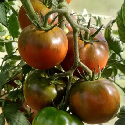 ЧЕРНАЯ ЛАКОМКА