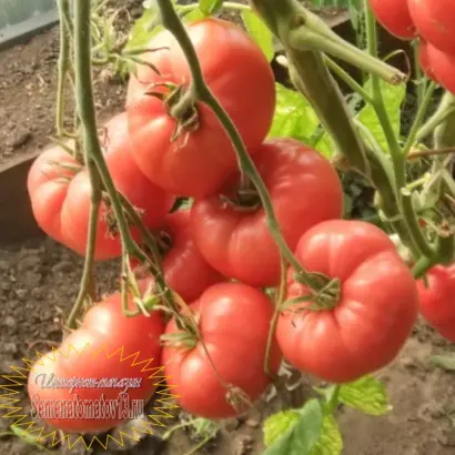 БРЕНДИ РОЗОВЫЙ