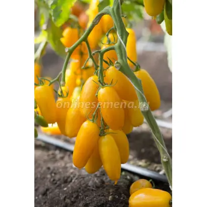 БАНАН ЖЕЛТЫЙ