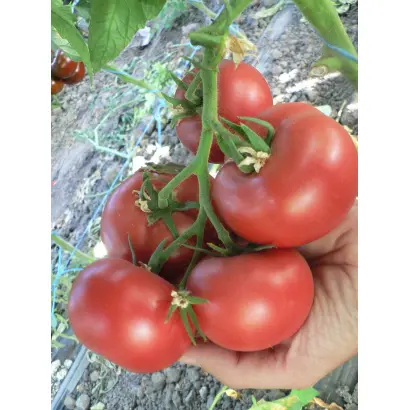 ПИНК ХАРВЕСТ