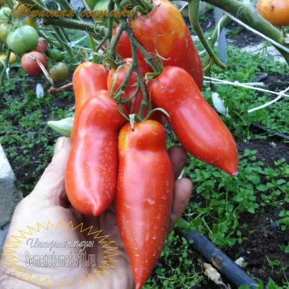 КРАСНАЯ СОСУЛЬКА