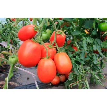 КРОВАВАЯ МЭРИ