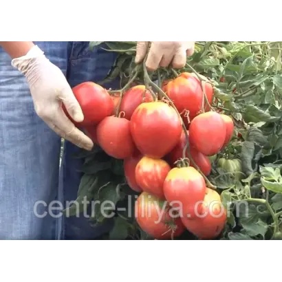 САХАРНАЯ НАСТАСЬЯ