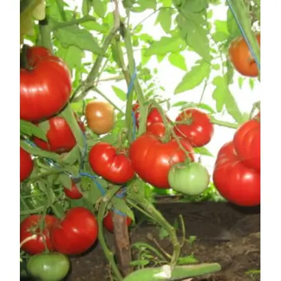 БАБУШКИНО ЛУКОШКО