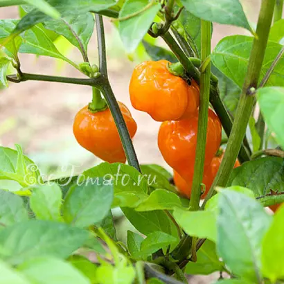 КОРОЛЕВСКОЕ ЗОЛОТО