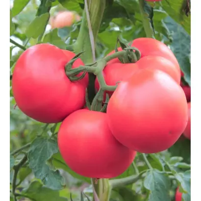 ПЕРВОКЛАШКА