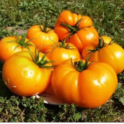 БИЗОН ЖЕЛТЫЙ