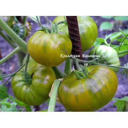 ЦАРЕВНА-ЛЯГУШКА