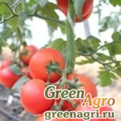 РУБИНОВАЯ КИСТЬ