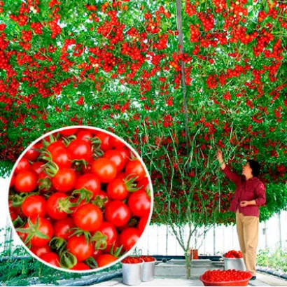 СПРУТ ЧЕРРИ