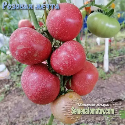 РОЗОВАЯ МЕЧТА