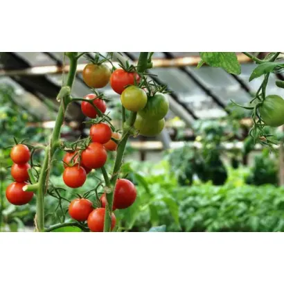 ЁЛКИНСКИЙ ФЕРМЕР