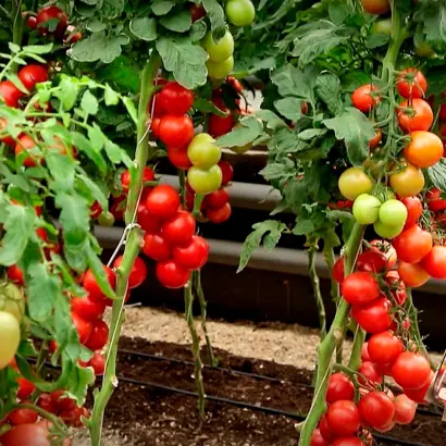 АЛАЯ КАРАВЕЛЛА