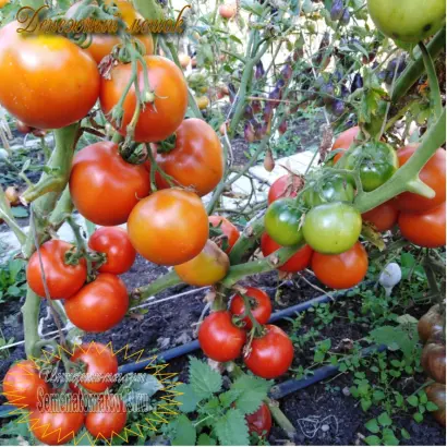 ДЕНЕЖНЫЙ МЕШОК