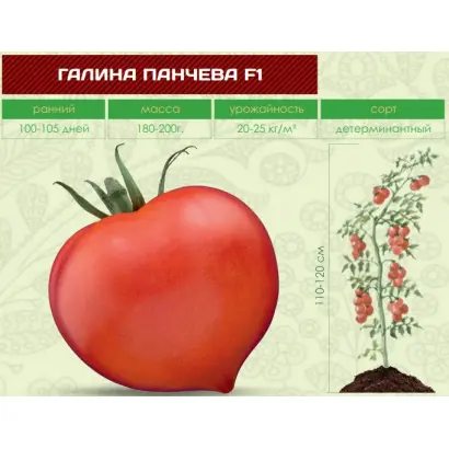 ГАЛИНА ПАНЧЕВА