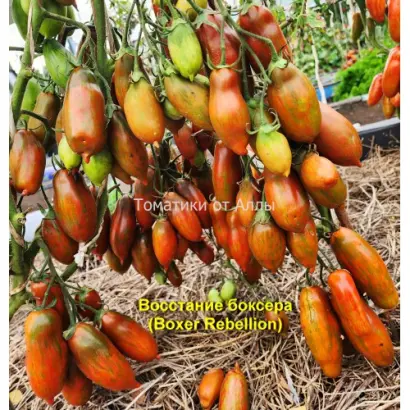 БОКСЕРСКИЙ