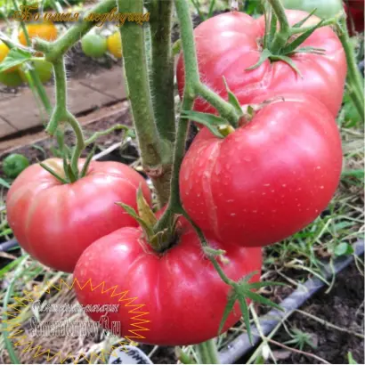 БОЛЬШАЯ МЕДВЕДИЦА