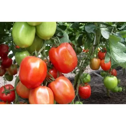 НАСТЯ СИБИРЯЧКА