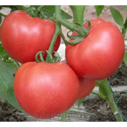 ХЭППИ СПРИНГ 110