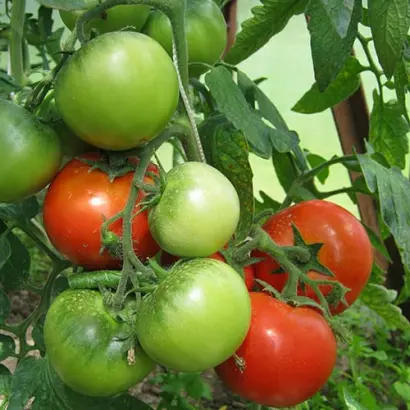 ТОЛСТЫЙ ДЖЕК