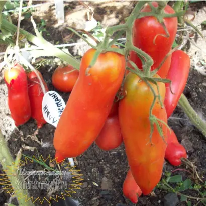 АЛЫЙ МУСТАНГ