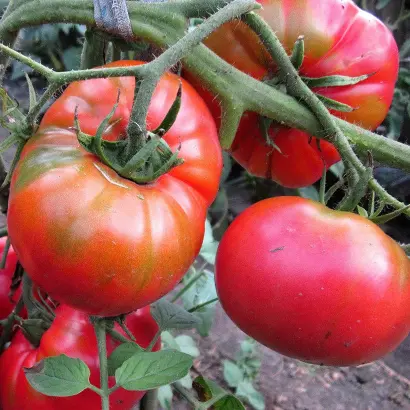 САХАРНЫЙ ПУДОВИЧОК