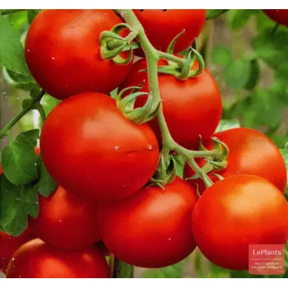 СЕВЕРНЫЙ ЭКСПРЕСС