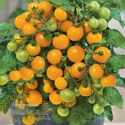 ОРАНЖЕВАЯ ШАПОЧКА