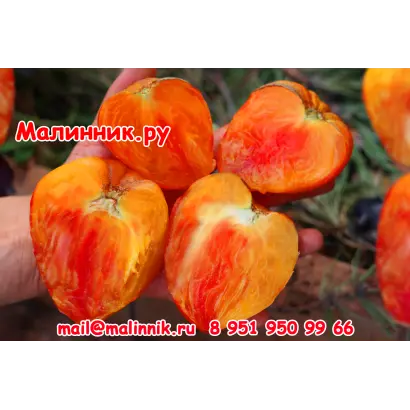 ОРАНЖЕВЫЙ СЛОН