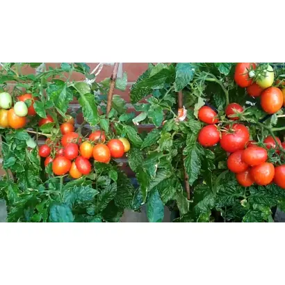 КОМНАТНЫЙ СЮРПРИЗ