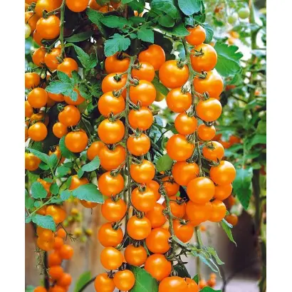 ЗВЕЗДНЫЙ ДОЖДЬ