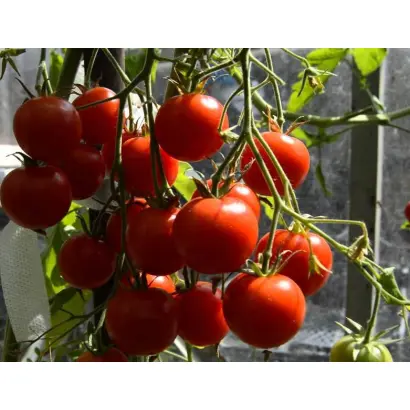 ДАЧНИК КУБАНИ